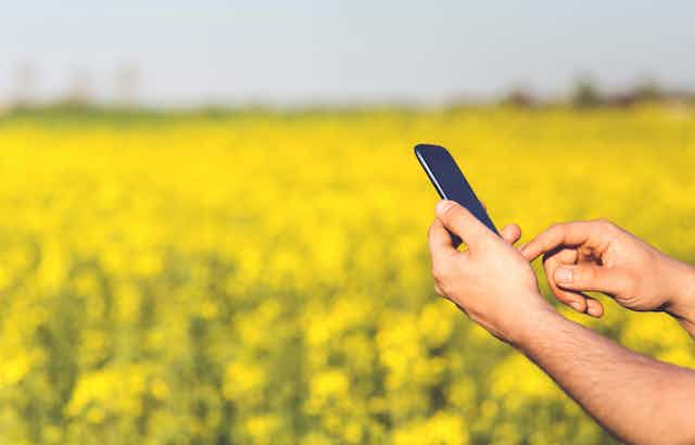 A man's hands are seen holding a smartphone in a canola field.