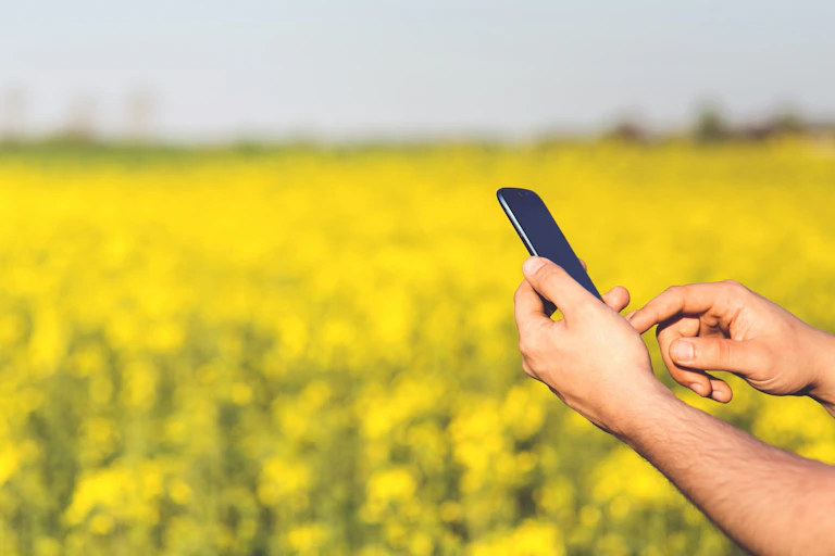 A man's hands are seen holding a smartphone in a canola field.