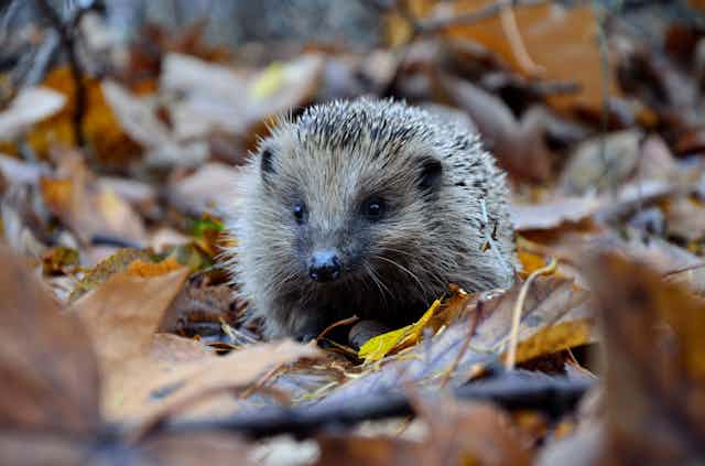 A hedgehog amid dead leaves.