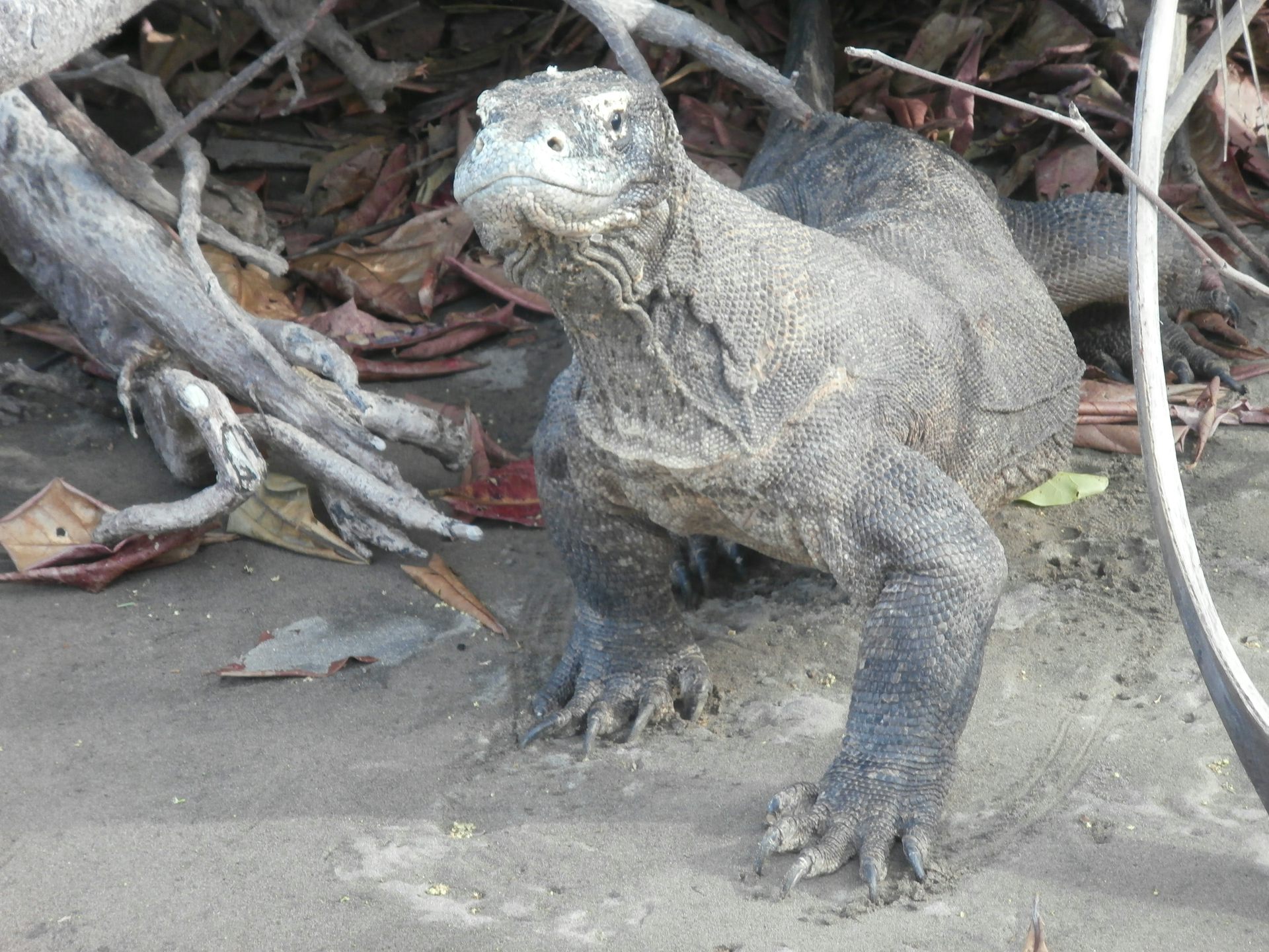 Komodo di Loh Buaya, Pulau Rinca, NTT, tahun 2013