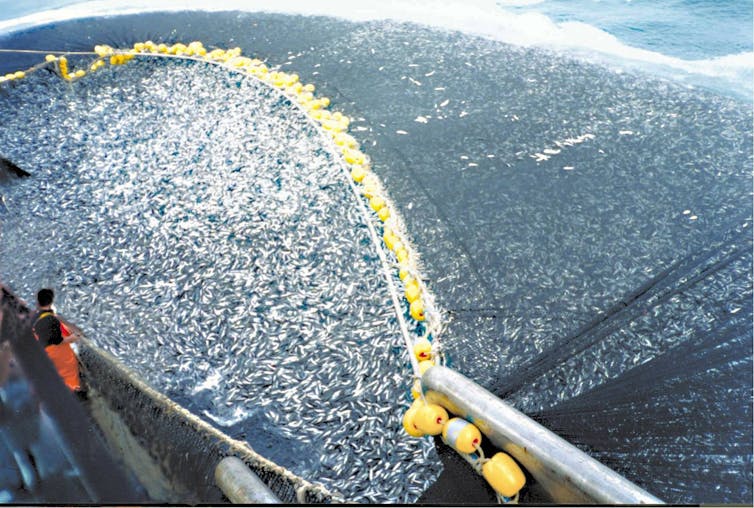 Man standing at the side of a trawler looking at a large net full of fish.