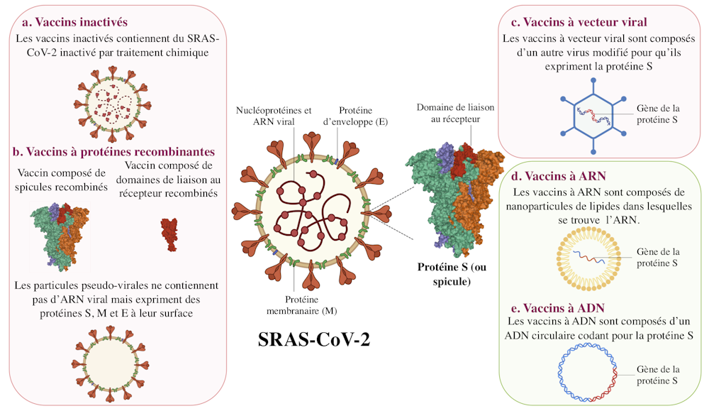 Vaccins Contre La Covid 19 Ou En Sommes Nous Au Canada