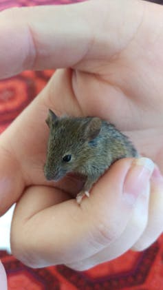 A juvenile mouse