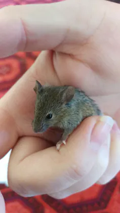 A juvenile mouse