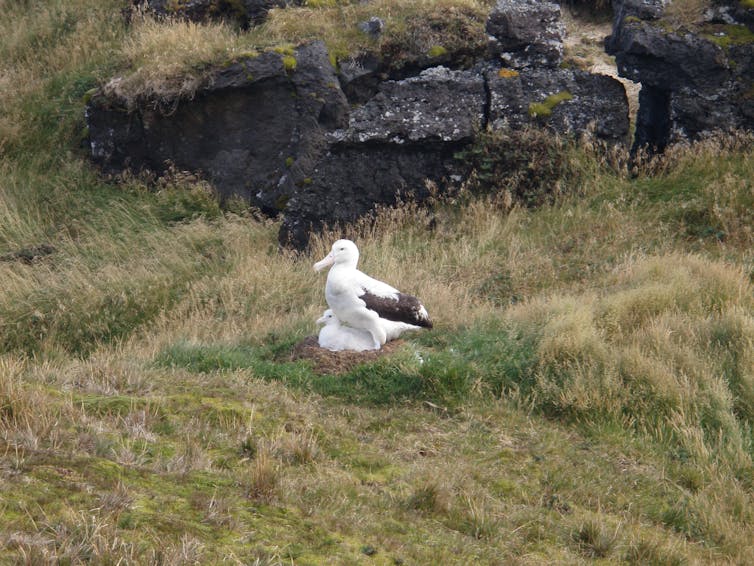 Nesting albatross on Marion Island