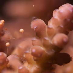 research on genetic engineering