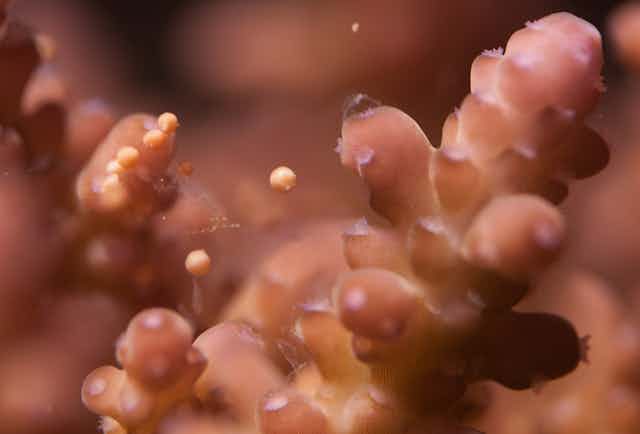 Close up of _Acropora millepora_ coral.
