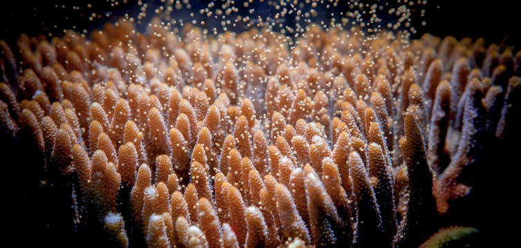 _Acropora millepora_ coral colony during a mass spawning event.