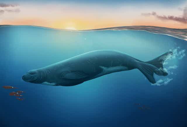The extinct species of monk seal, _Eomonachus belegaerensis_  swimming off the coast of New Zealand 3 million-years-ago.