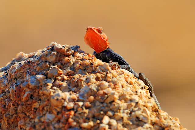 An orange and blue lizard sits atop a rock or stone.
