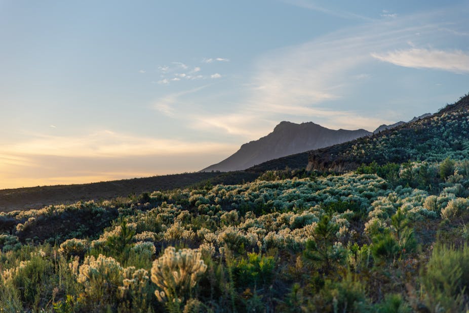 Fynbos plants with a mountain backdrop in Cape Town