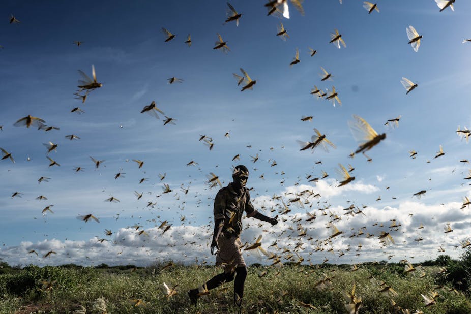A man is chasing away a swarm of desert locusts early in the morning.