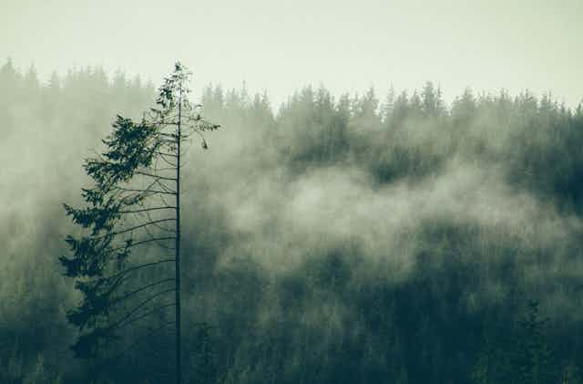 Douglas fir at the Oregon coast. 