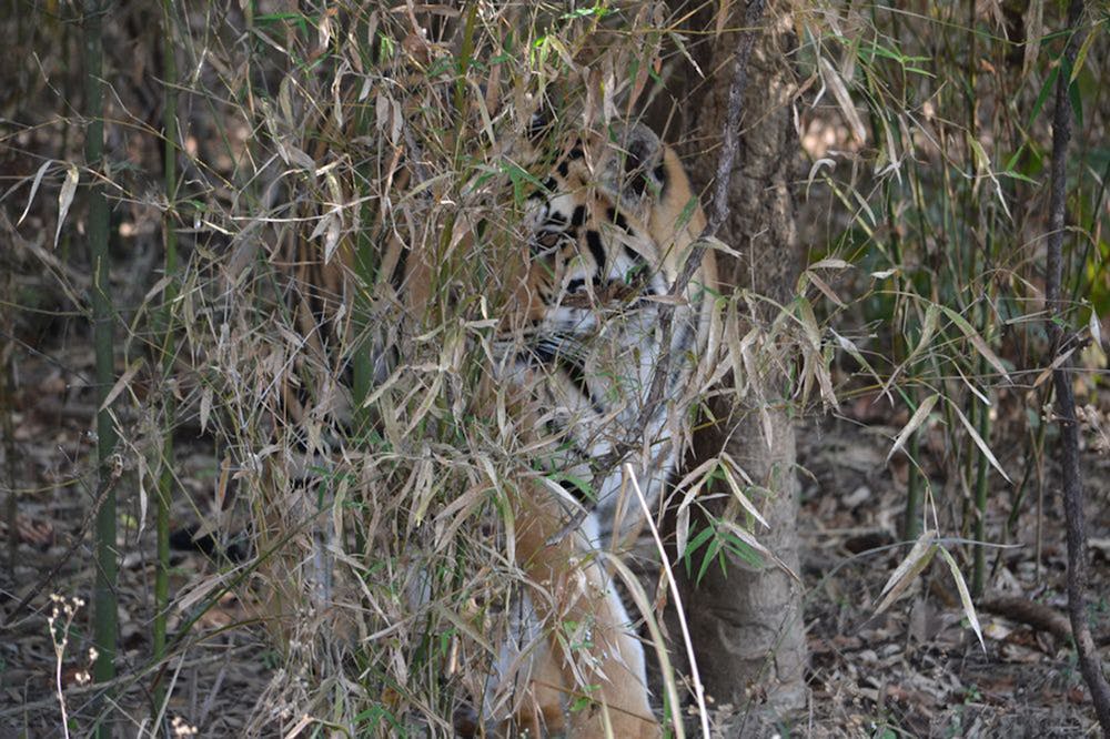 File:Royal bengal tiger play.jpg - Wikimedia Commons