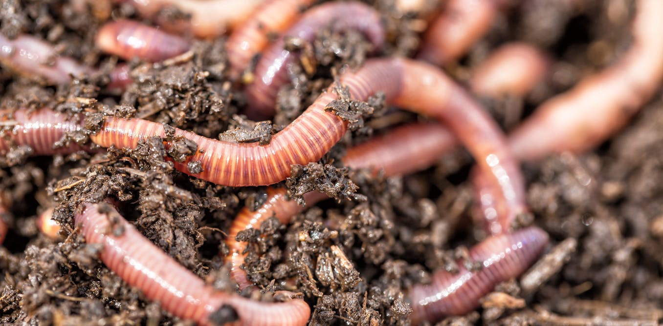 an earthworm