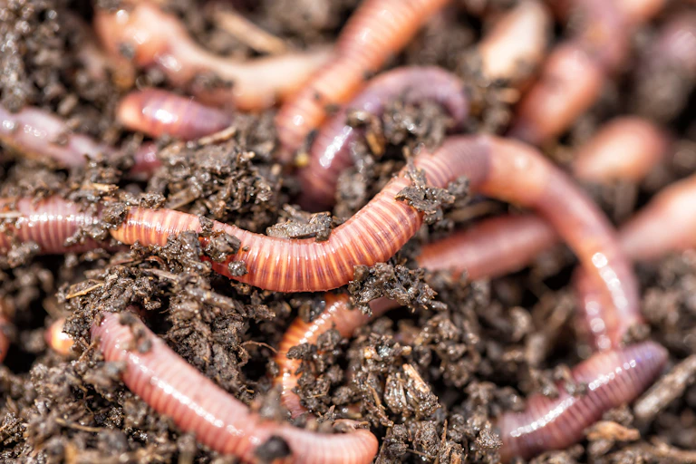 Worms in soil