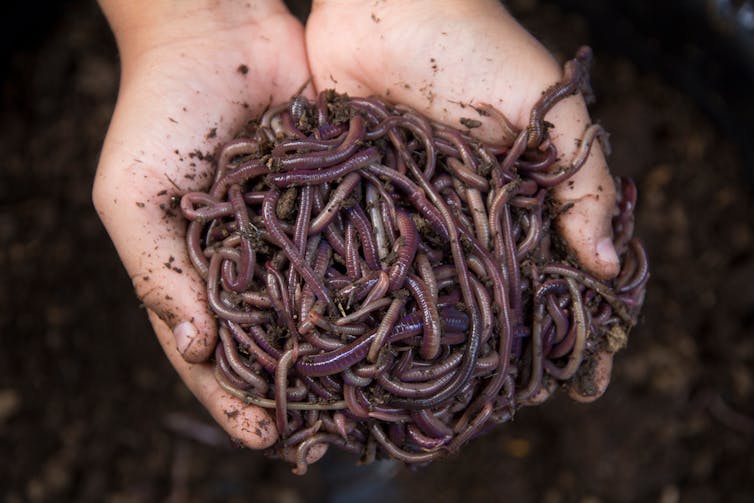 Child's hands holding worms and soil
