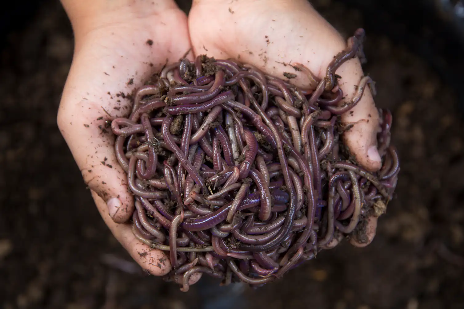 Worm Color Name Curious Kids: Do worms have blood? And if so, what colour is it?