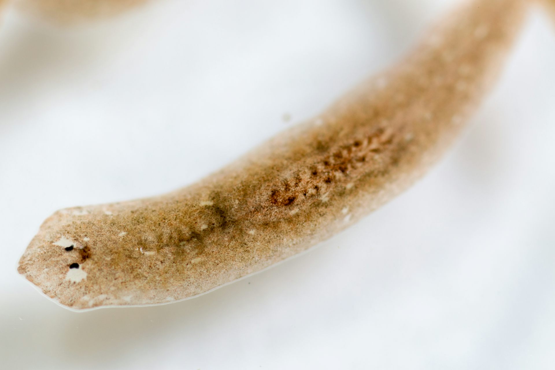 common ironworm