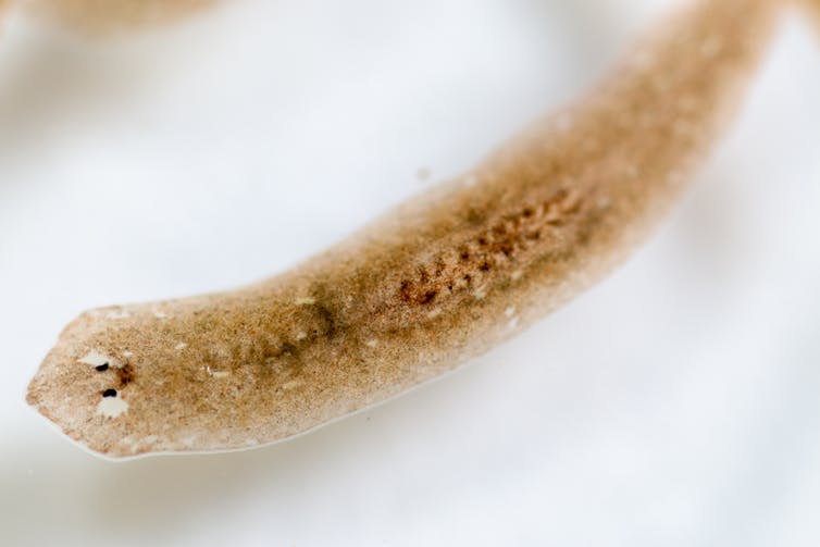 A flatworm