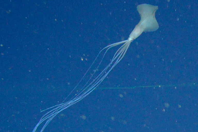 Photo of a bigfin squid.