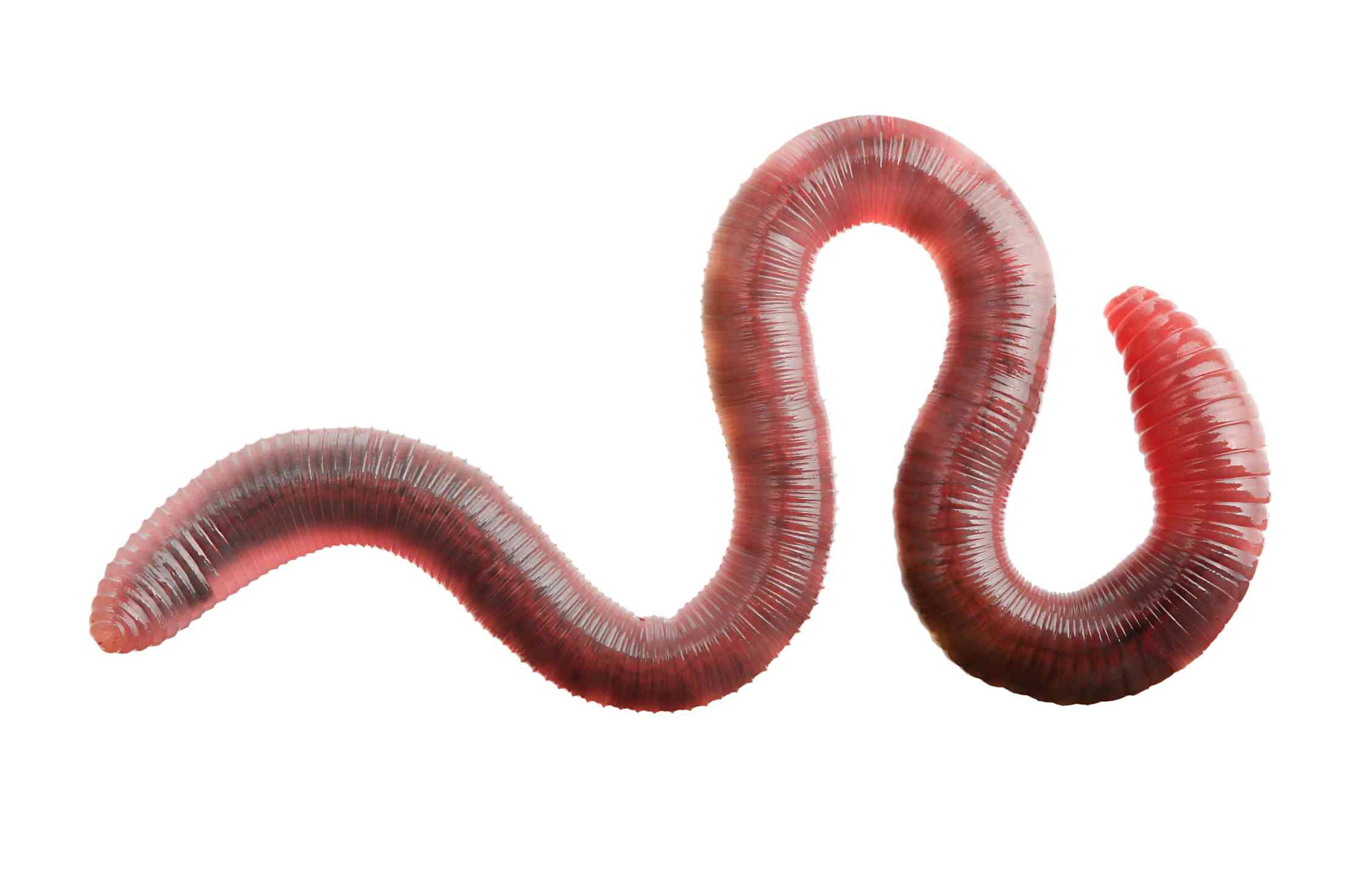 Curious Kids Do worms have blood? And if so, what colour is it