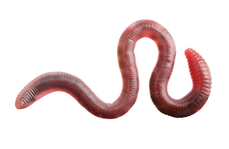Segmented worm