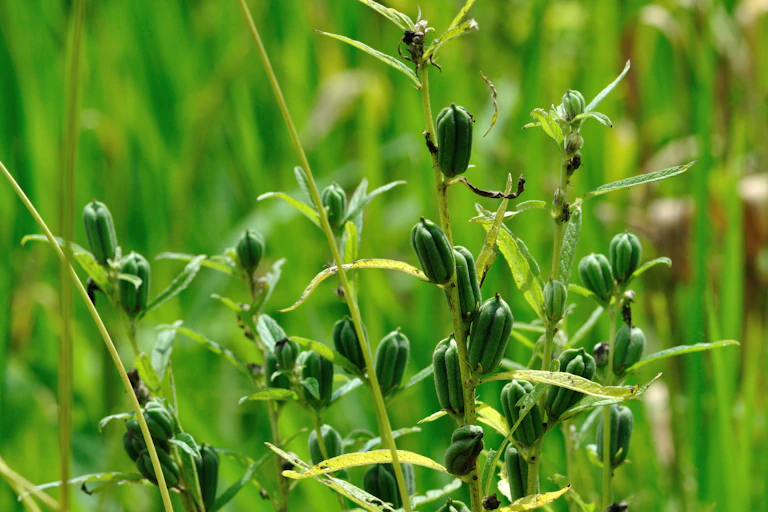 Fresh sesame plant field