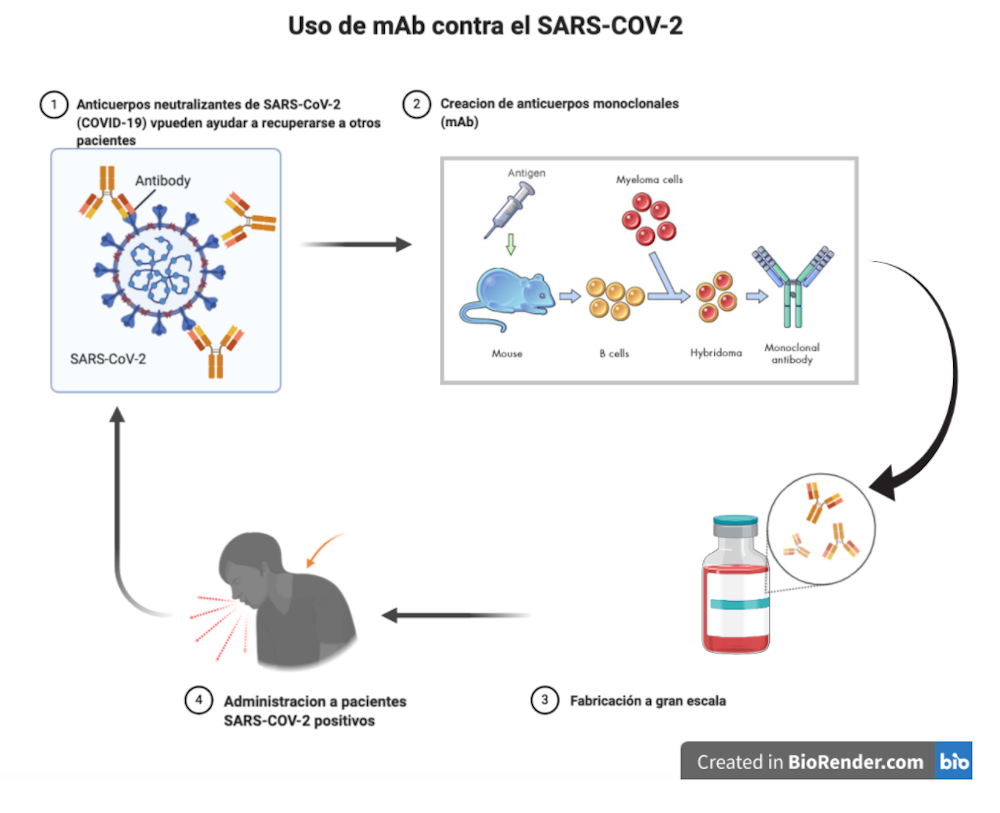 Así funciona el bamlanivimab, el primer medicamento específico contra la covid-19