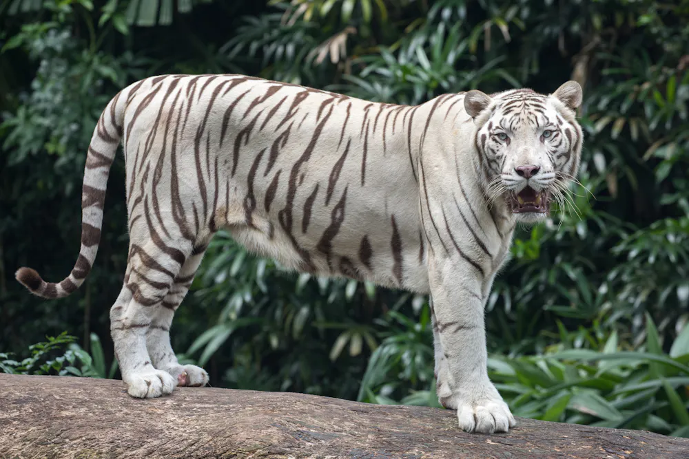 Le Tigre's Rouges Yerres Vidit, 8 ans : « Pourquoi les tigres ont-ils des rayures