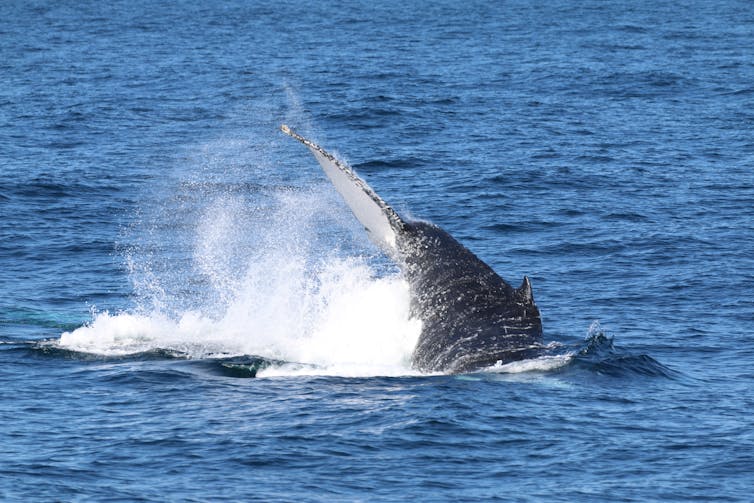 Humpback whales have been spotted in a Kakadu river. So in a fight with a crocodile, who would win?