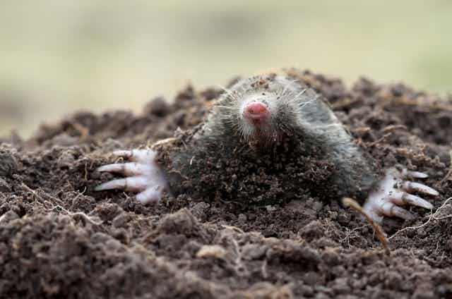 A European mole, _Talpa europaea_, emerging from underground. 