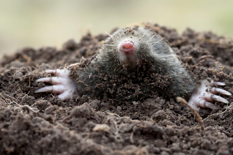 A European mole, _Talpa europaea_, emerging from underground.