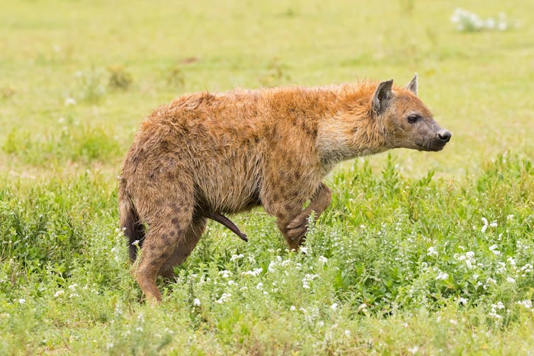 A female spotted hyena in the wold.