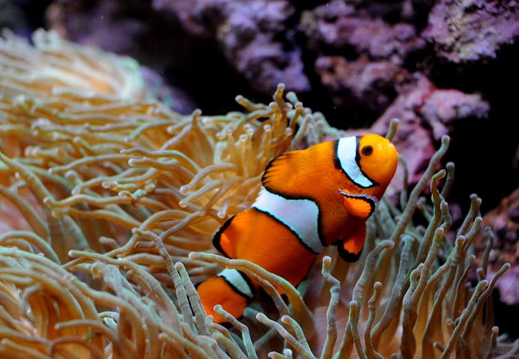 Clownfish (_Amphiprioninae_).