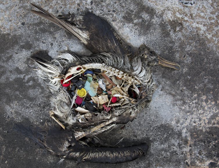 Un cadáver de albatros con plásticos en su estómago