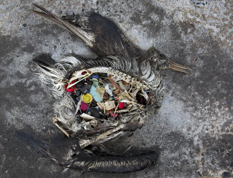 A dead albatross with plastic filling its stomach