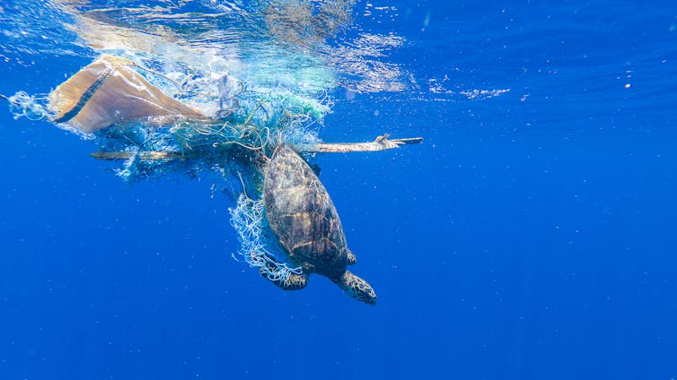 Una tortuga enganchada en una red de pesca