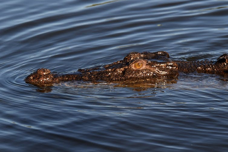 A crocodile partially submerged in a river