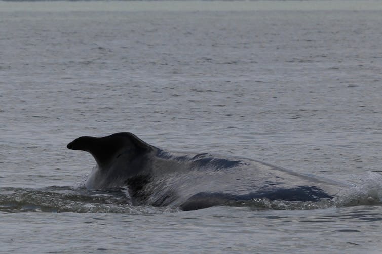 Humpback whales have been spotted in a Kakadu river. So in a fight with a crocodile, who would win?