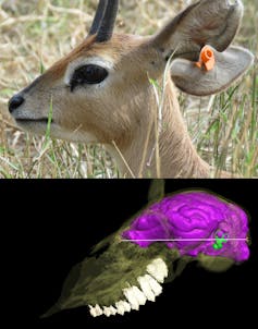 Top image shows a small buck with a tag on its ear. Bottom image shows an x-ray view of the animal's skull