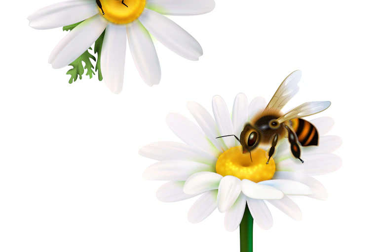 Abeilles sur des marguerites