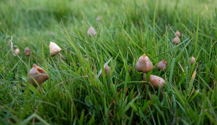 Little brown mushrooms growing in grass.