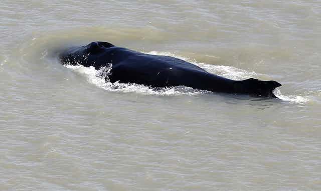 A humpback whale in the East Alligator River
