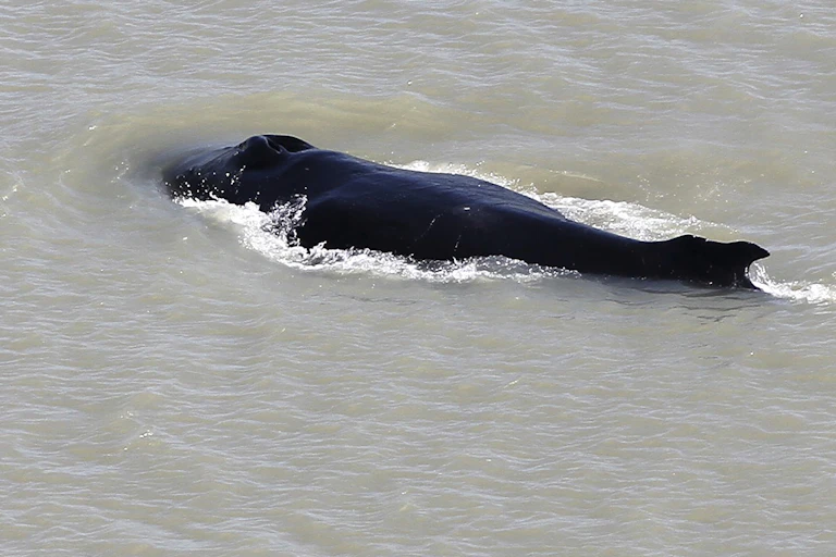 A humpback whale in the East Alligator River