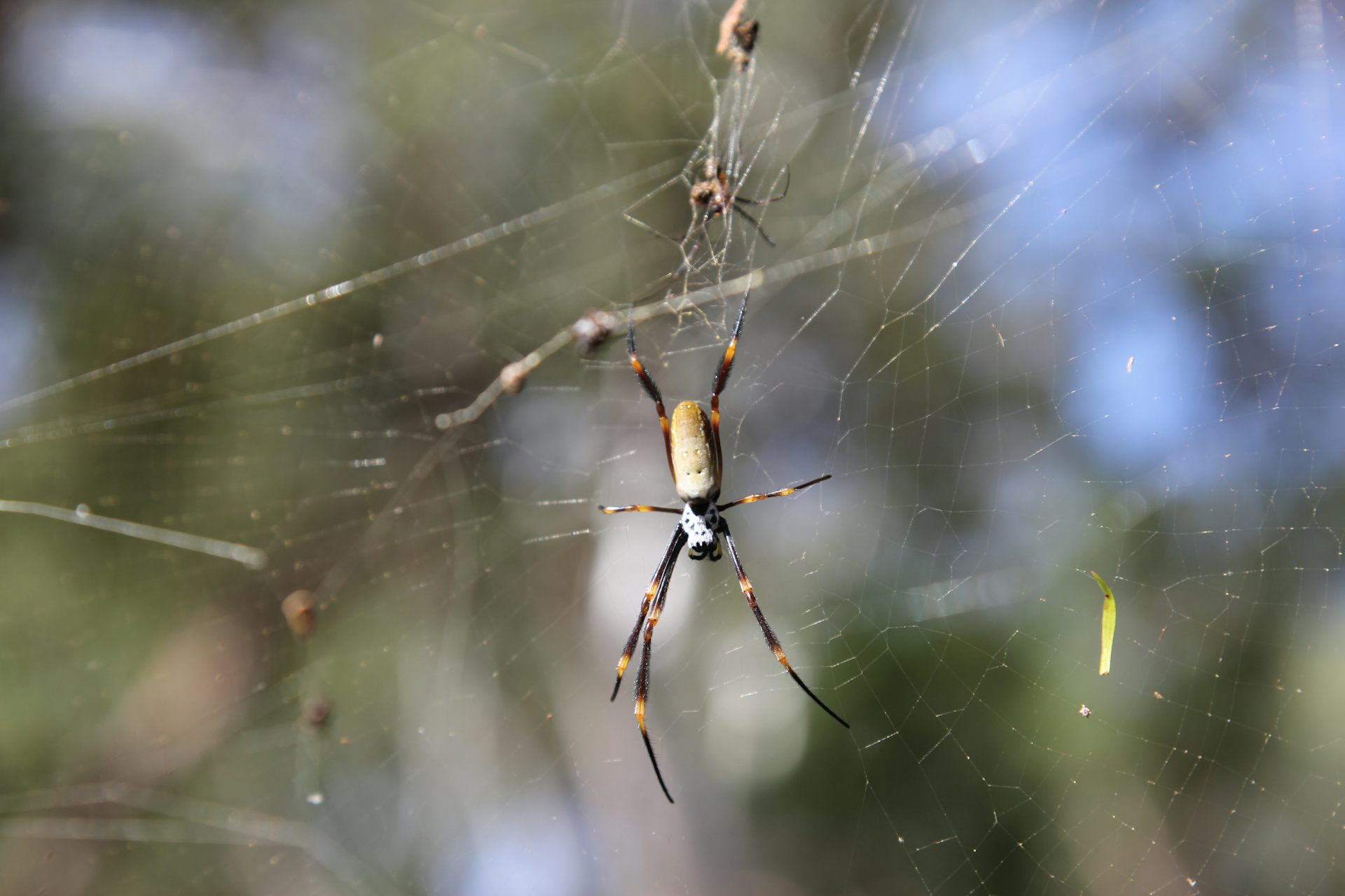 It S Getting Hotter So Spiders Are Emerging Should I Be Alarmed