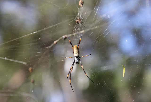a golden orbweaver spider dangling on a web.