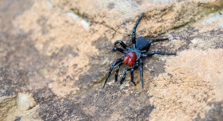 Mouse spider crawling on a rock