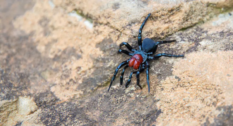 Mouse spider crawling on a rock
