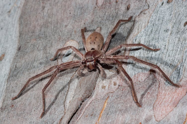 Huntsman spider on a tree